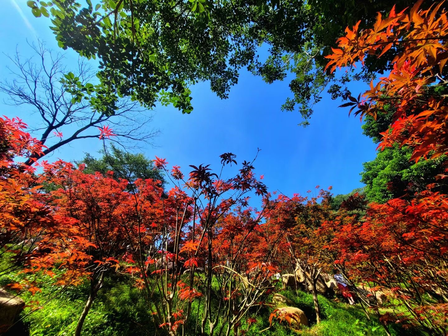 3.帽峰山森林公園.jpg
