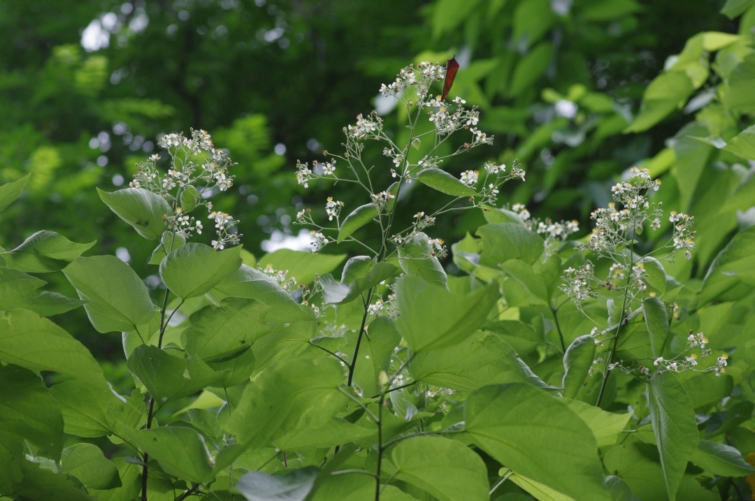 華南國家植物園的“寶藏樹”結(jié)果啦！