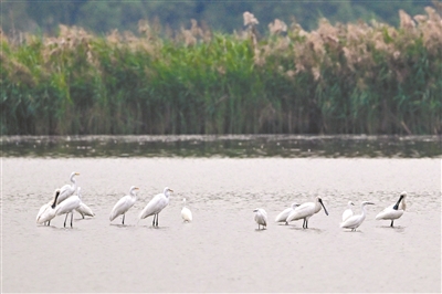 “鳥中大熊貓”飛來南沙濕地