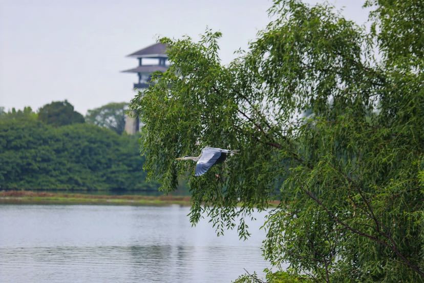 觀鳥、攝影、科普講座……首屆綠色灣區(qū)國(guó)際觀鳥節(jié)在南沙開幕