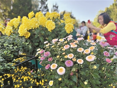 第十屆黃花文化節(jié)開幕  快來看300多種品種菊