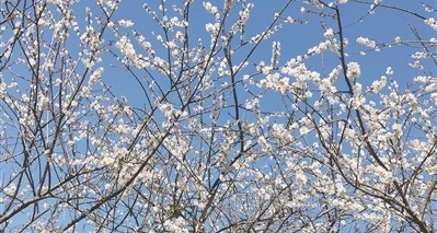 流溪河國家森林公園第二十三屆流溪梅花節(jié)開幕