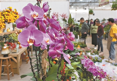 花卉市場年味濃得化不開