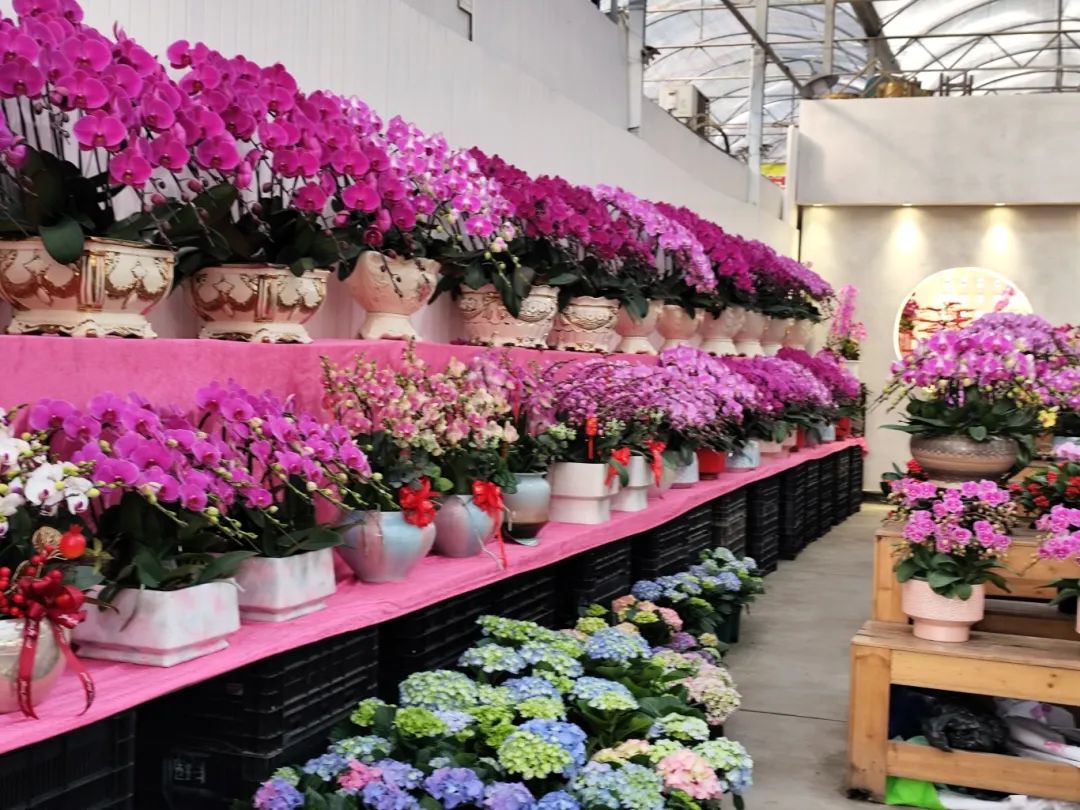 逛花市賞非遺 沉浸式感受廣州年味