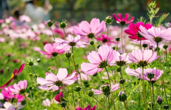 波斯菊