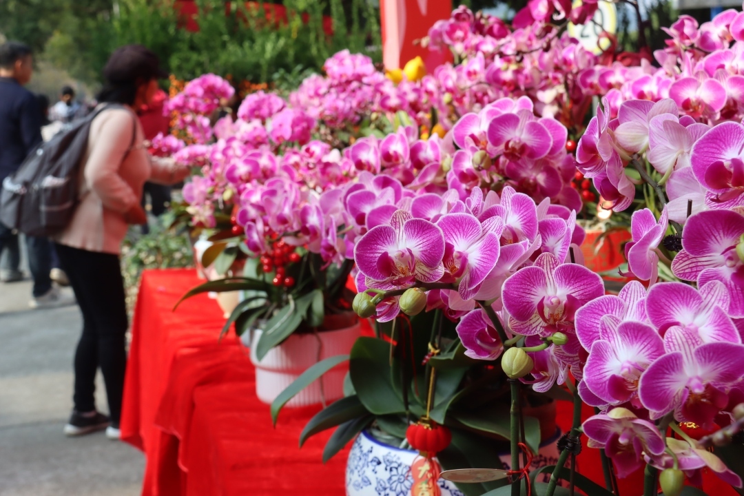 美好時光里 灣區(qū)花正開