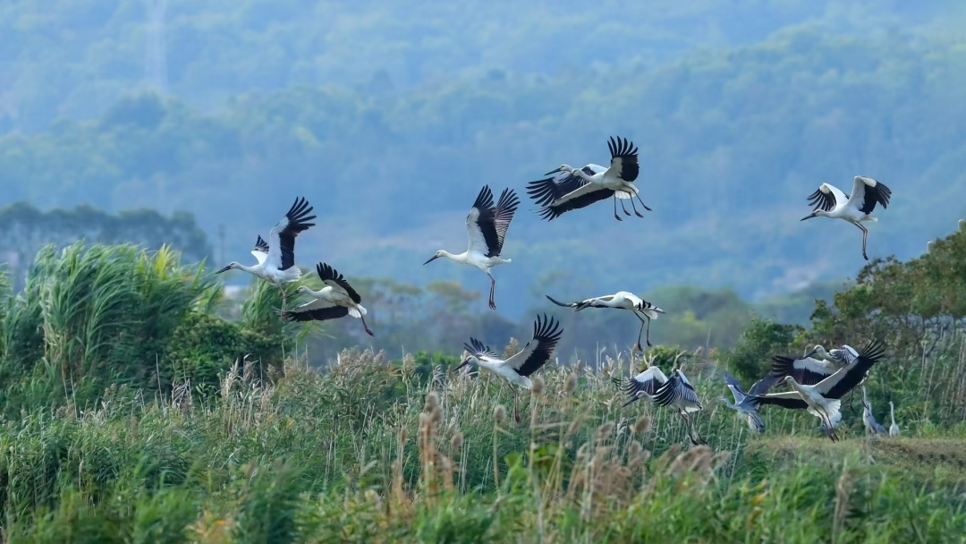 “鳥潮”來(lái)襲！廣東沿海濕地迎來(lái)候鳥遷徙盛景