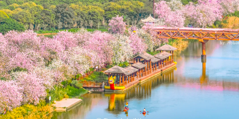立春賞花！廣州五大迎春花海，邀你共赴詩意春天！