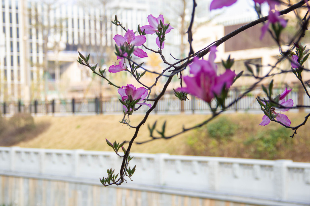 宮粉紫荊