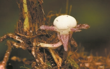 發(fā)現(xiàn)36個(gè)植物新種 中國(guó)科學(xué)院華南植物園2024年植物分類成果公布
