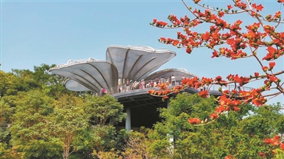 千株木棉綻放 最是云山一抹紅