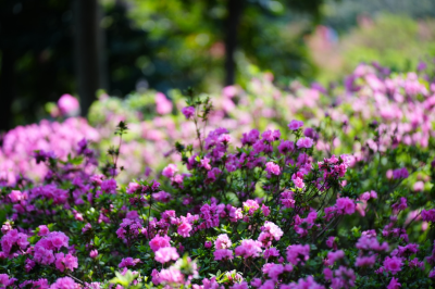 春醒嶺南！華南國(guó)家植物園迎來(lái)年度“花朝盛典”