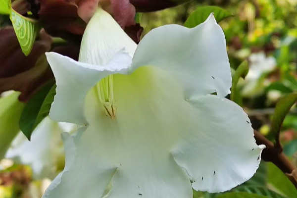 潔白如雪，如約盛開！華南國(guó)家植物園清明花盛放引游人駐足