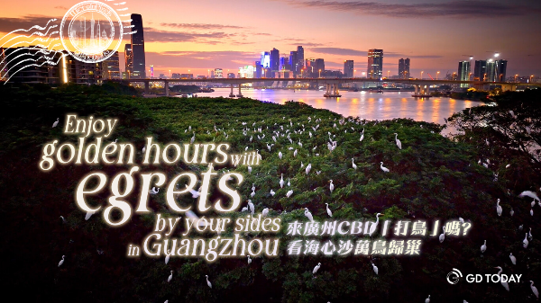 Enjoy golden hours with egrets by your sides in Guangzhou