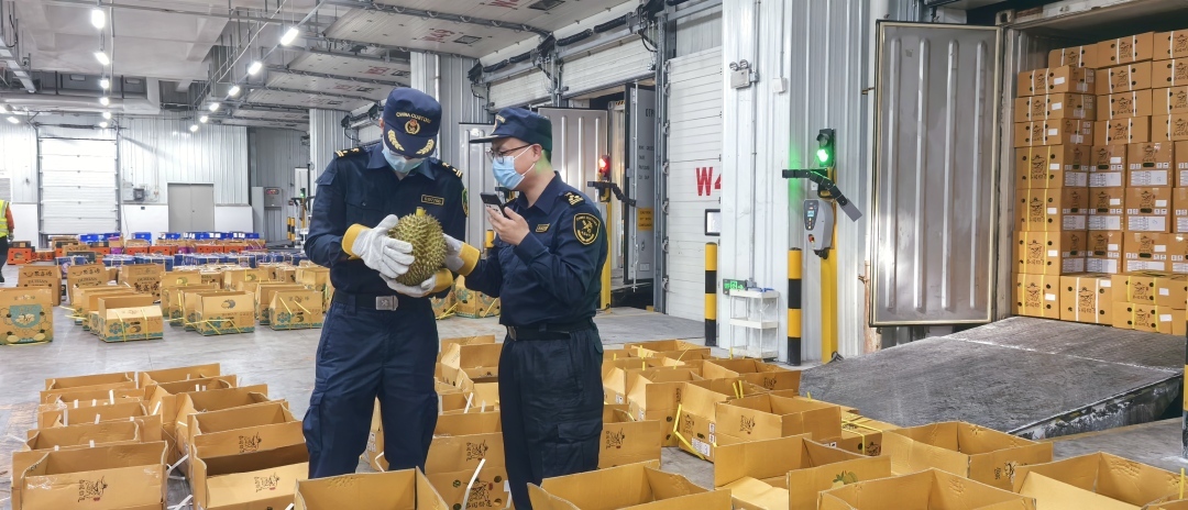 大灣區(qū)開啟“榴蓮季”