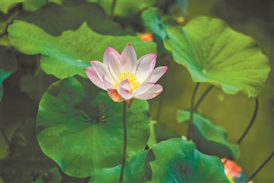 古祠紅云映夏 棧道荷影織夢