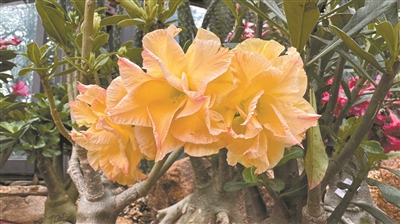 華南國(guó)家植物園舉辦沙漠玫瑰專題植物展