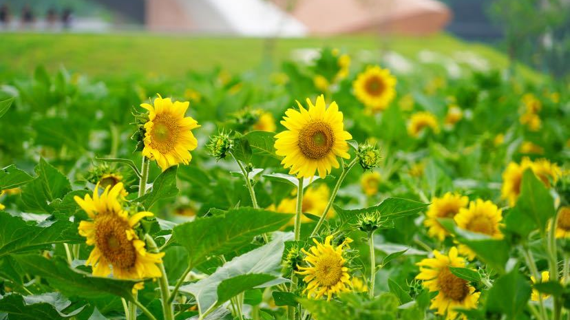 百畝向日葵花?；砹鲃佑彤?/></a></div> 
                        <div   id=