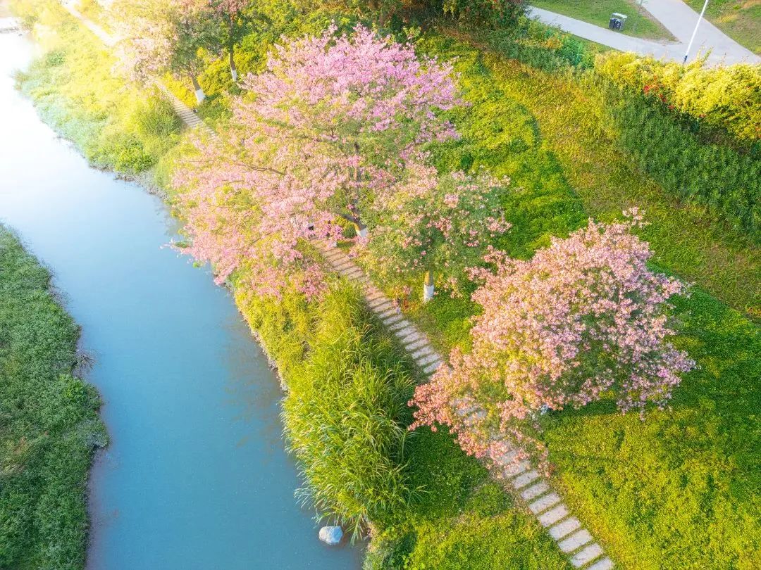跟著央視鏡頭，看流淌在家門口的廣州幸福河