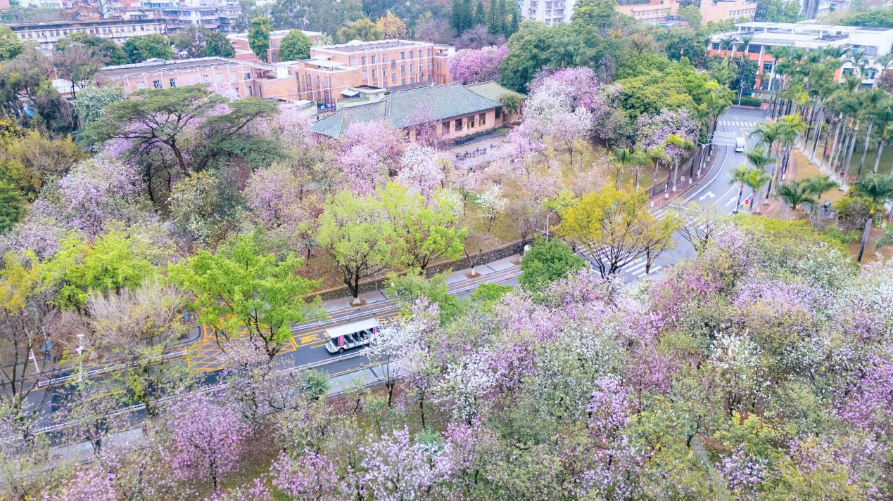 不用追花期，把四季裝進(jìn)口袋！羊城八景怎能沒有……