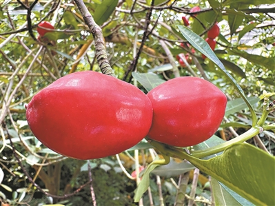 果實(shí)“同心” 愛(ài)意天成