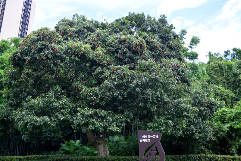 古荔真給“荔”！廣州最古老荔枝樹和第一萬(wàn)株古樹均碩果滿枝