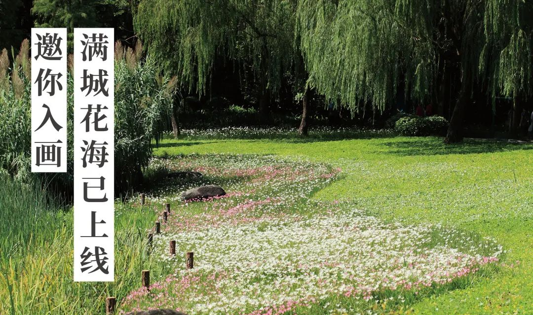 倒計時100天！花城全城花海已上線