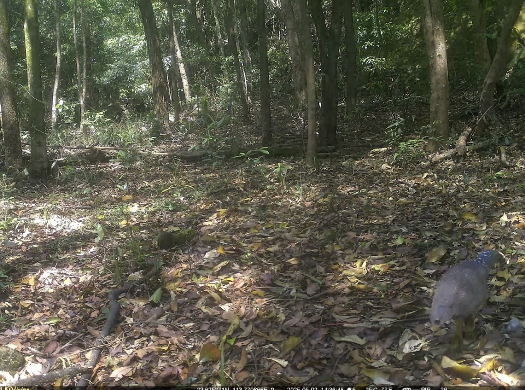 罕見！國家二級保護(hù)動物黑冠鳽現(xiàn)身廣州石門國家森林公園
