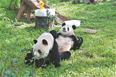 廣州動物園新大熊貓館正式開放 新成員“久久”“友友”正式亮相