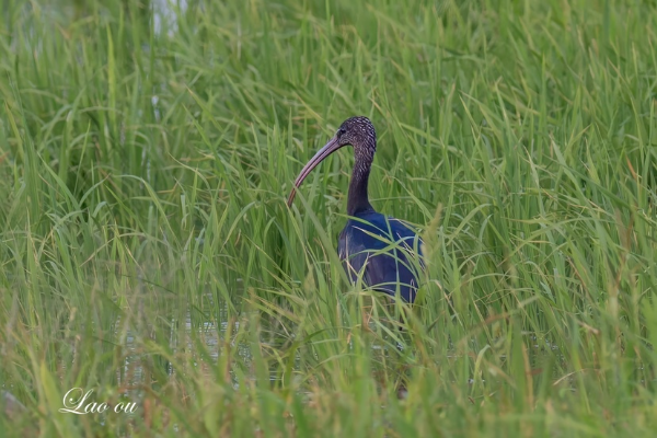“五彩斑斕的黑”首次現(xiàn)身！國(guó)家一級(jí)保護(hù)鳥(niǎo)類(lèi)彩鹮造訪(fǎng)廣州最大濱海濕地