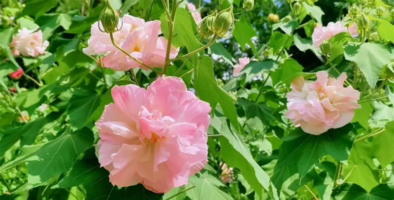 最佳觀賞期！花色一日三變！這是什么神仙顏值→