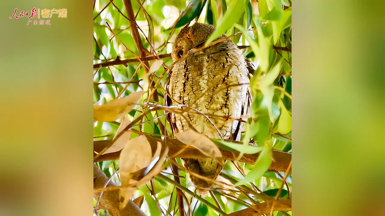 國(guó)家二級(jí)保護(hù)動(dòng)物紅角鸮現(xiàn)身廣州珠江公園