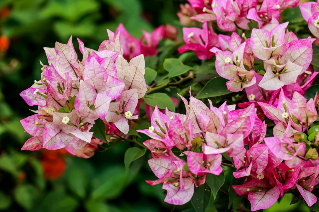 以花為媒，共繪綠韻灣區(qū)！名園名花展上演自然與城市的對話