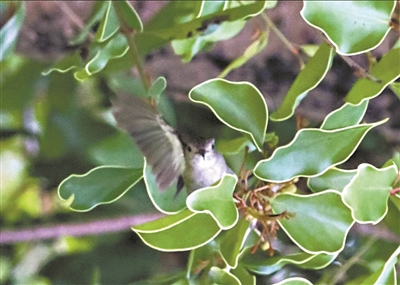 “暗夜精靈”“花蜜使者”現(xiàn)身 海珠濕地鳥(niǎo)類(lèi)紀(jì)錄刷新至205種