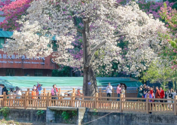 廣州下“雪”了！異木棉限定浪漫已上線，這份打卡地圖請收好！