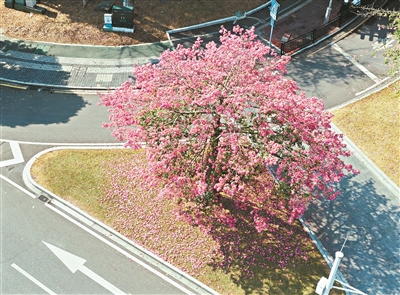 廣州美麗異木棉盛放勾勒城市生態(tài)畫卷