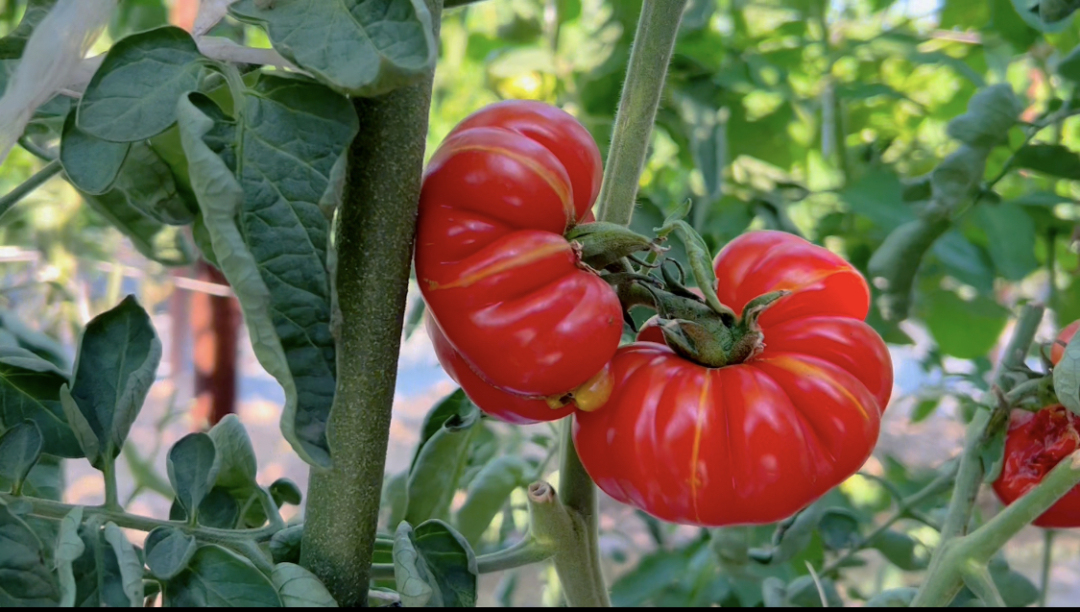番茄1