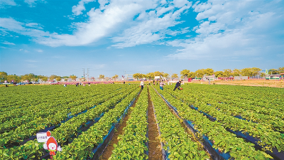超多品種草莓近期上市 市民趁元旦假期到田間采摘