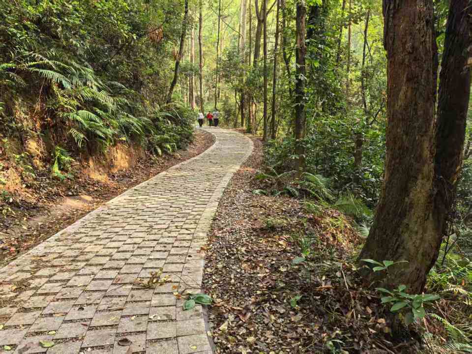 白云全齡友好森林步道來啦 貫通綠脊