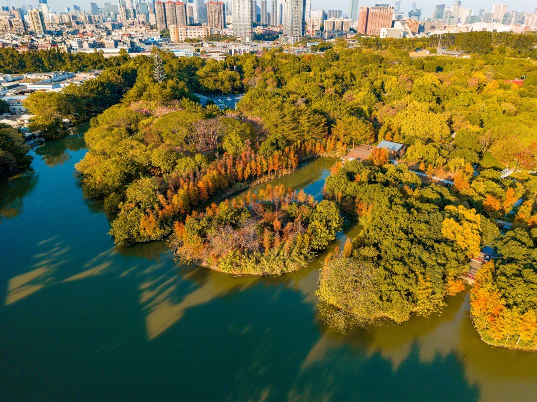 冬日限定“美拉德”美景上線！海珠濕地落羽杉進入最佳觀賞期