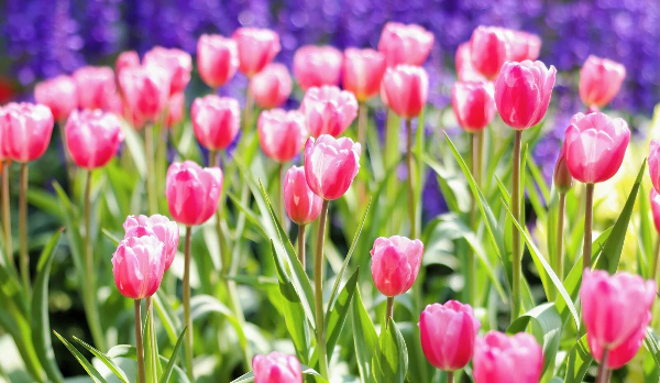 一秒踏入春天！廣州整片「郁金香花?！箒砹?！賞花攻略請查收→