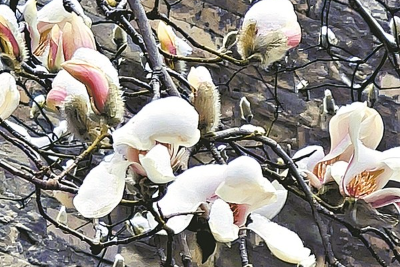 南北玉蘭 共赴春天