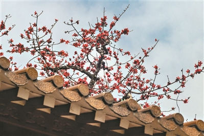 港區(qū)代表委員全國兩會為“英雄花開英雄城”系列活動打call