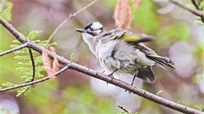 “鳥節(jié)”“愛鳥周”啟動(dòng) 全市公園景區(qū)聯(lián)動(dòng)開展宣傳活動(dòng)