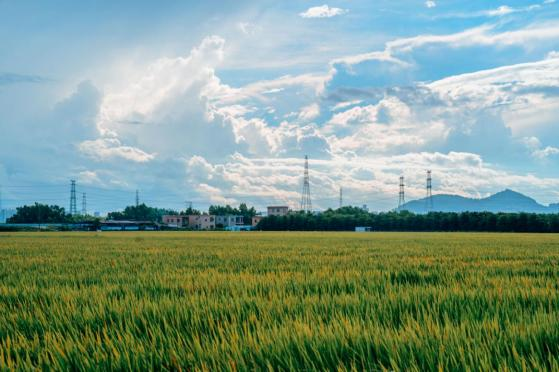 南沙區(qū)廟貝村：生態(tài)優(yōu)先綠色發(fā)展，激活鄉(xiāng)村經(jīng)濟(jì)“自我輸血”