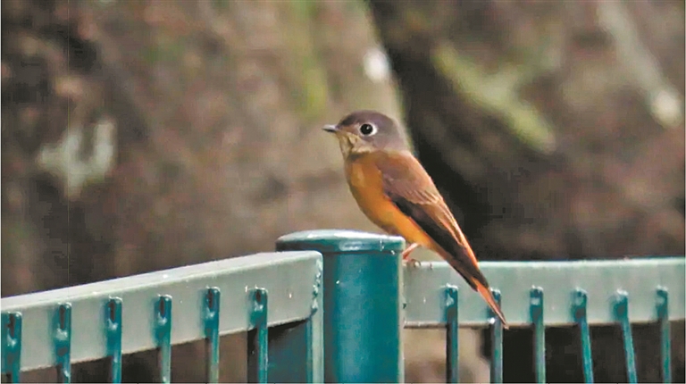 廣州一小學(xué)生發(fā)現(xiàn)棕尾褐鹟 海珠濕地鳥類大家庭增至207種