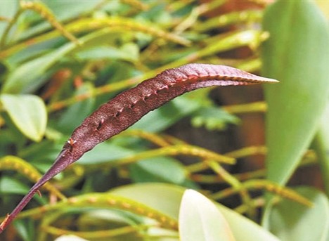來華南國家植物園奇異室 蘭花“扮蛇”萌趣上線