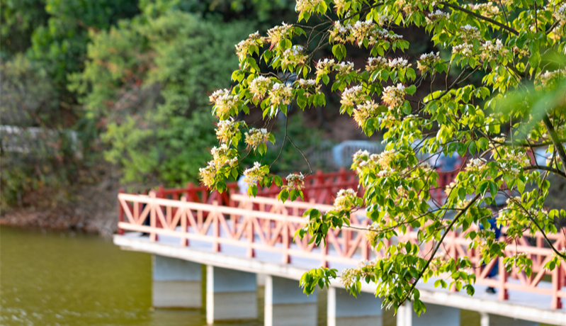 魚木花開滿城香！快來白云打卡這片金色瀑布